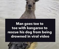 an animal is in the water with a sign that says man goes to toe with kangarooo to rescue his dog from being drown