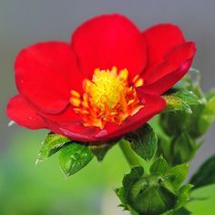 a red flower with yellow stamen in the center and green leaves on the outside