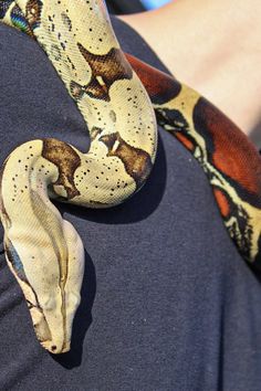 a person holding a large snake in their arms