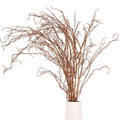 branches in a white vase on a white background