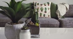 two potted plants sitting on top of a table next to a couch and pillows