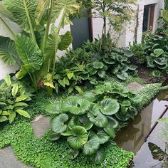 a garden filled with lots of green plants next to a white brick building and water