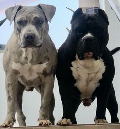 two black and white dogs standing next to each other