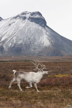 a white deer walking across a grass covered field next to a tall snow covered mountain