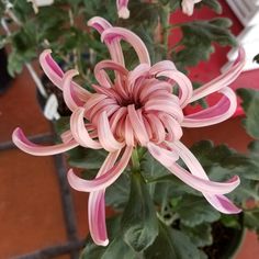 a pink flower in a pot on the ground