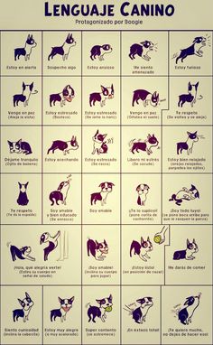 a poster with different types of dogs and their names in spanish, english or french