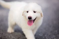 a small white dog with its tongue hanging out