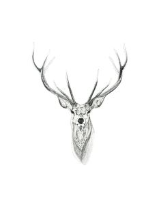 a drawing of a deer's head with antlers