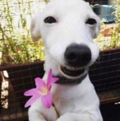 a white dog holding a pink flower in its mouth and looking up at the camera