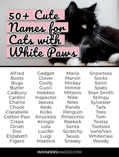 a black and white cat with the words 50 cute names for cats with white paws