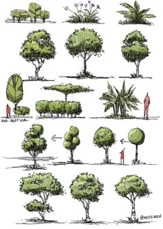 various types of trees and bushes drawn by hand