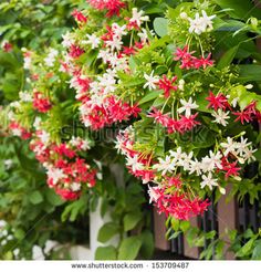 red and white flowers hanging from the side of a fence in front of green leaves