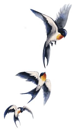 Art birds in fligh Watercolor Swallow, Swallow Bird Wallpaper, Swallows Flying, Family Tattoo Ideas, Bird Paintings On Canvas, Bird Painting Acrylic, Family Tattoo, Swallow Bird, Bird Watercolor