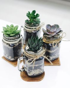 three mason jars with succulents in them are sitting on a wooden board