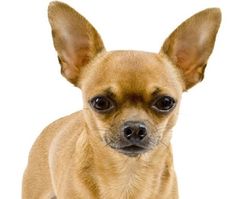 a small brown dog standing on top of a white floor