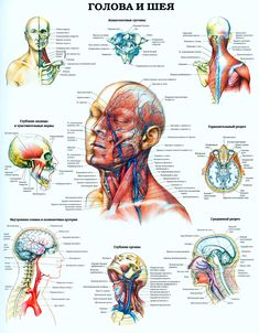 the anatomy of the head and neck with labels on each side, showing different areas of the