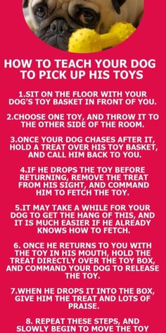 a dog with its tongue out and the words how to teach your dog to pick up his toys