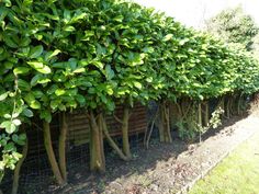 a row of trees lined up against a fence