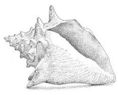 a black and white drawing of a sea shell