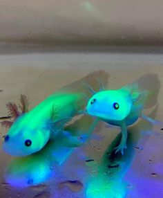 two neon colored fish swimming on top of a body of water next to each other