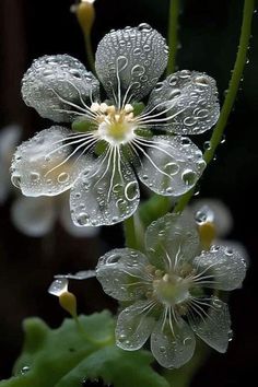 water droplets on the petals of a flower