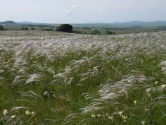 a large field full of tall grass and wildflowers