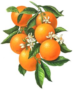 an orange tree with five oranges and flowers on it's branch, painted in watercolor