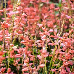 pink flowers are blooming in the garden