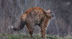 a cat standing on top of a grass covered field next to trees and bushes in the background