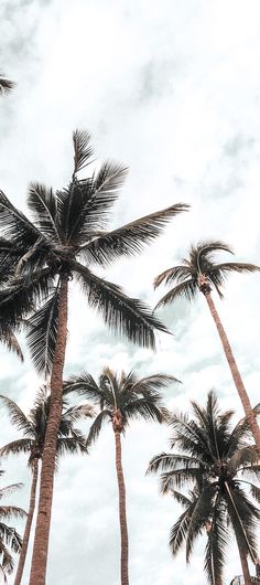 palm trees blowing in the wind on a cloudy day