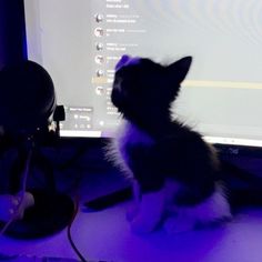 a small black and white cat sitting in front of a computer monitor with the screen turned on