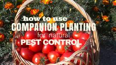 Organic pest control for your garden! Great ideas on how to use companion planting to get rid of pests naturally in the garden! Tomato Growing, Growing Tomatoes In Containers, Organic Pesticide, Organic Pest Control, Best Pest Control, Bug Control, Natural Pest Control, Pest Management