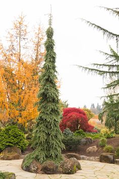 an evergreen tree is in the middle of a stone path surrounded by shrubs and trees