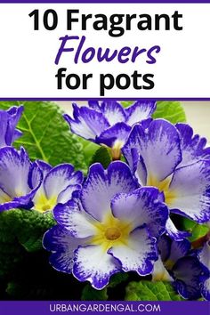 purple flowers with green leaves and the words, 10 fragrantt flowers for pots