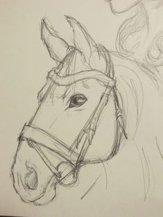 a pencil drawing of a horse's head