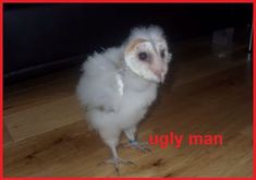 a small white bird standing on top of a wooden floor