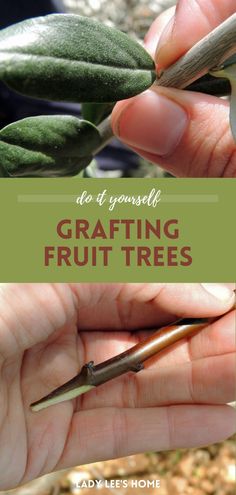 Explore fruit tree grafting as part of your spring garden planting ideas. Grafting fruit trees can transform your backyard into a diverse orchard. This guide provides all you need to know about when to graft and how to do it, making it an accessible project for gardeners of all levels. Find more DIY outdoor projects, homestead living, and spring homesteading projects at ladyleeshome.com.