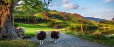 two sheep walking down a path next to a lake