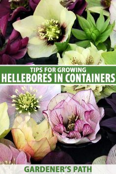 there are many different types of flowers in the garden with text that reads tips for growing hellebores in containers