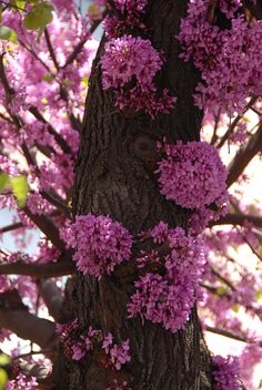 pink flowers growing on the bark of a tree