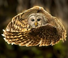 an owl is flying through the air with its wings spread out and it's eyes open