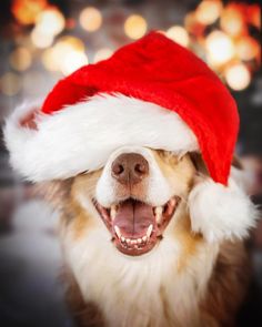 a dog wearing a santa hat with its mouth open