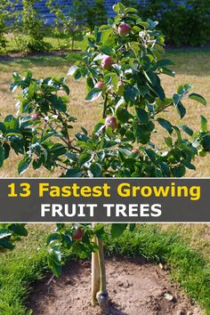 an apple tree with the words 13 fastest growing fruit trees on it in front of some grass