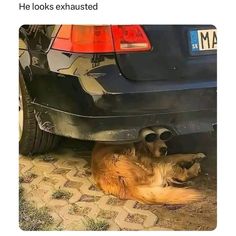 a dog laying under a car on the ground next to it's exhaust pipe