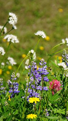 wildflowers, daisies and other flowers in a field