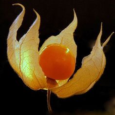 a yellow flower that has been budding and is still blooming in the dark