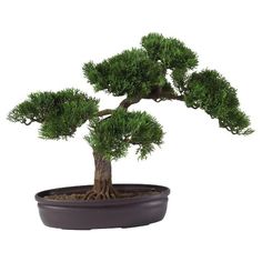 a bonsai tree in a pot on a white background