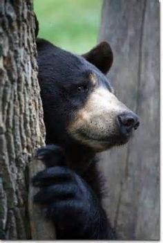 a black bear leaning up against a tree