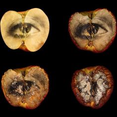 four apple halves with one cut in half and the other partially eaten, all showing their seeds