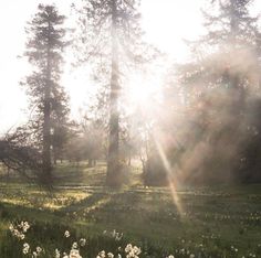 the sun shines through the trees and grass in a field with wildflowers